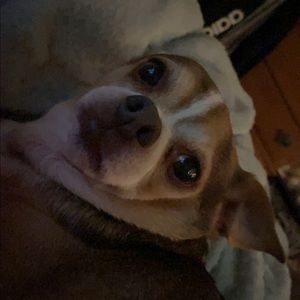 Meet your Posher, Ben